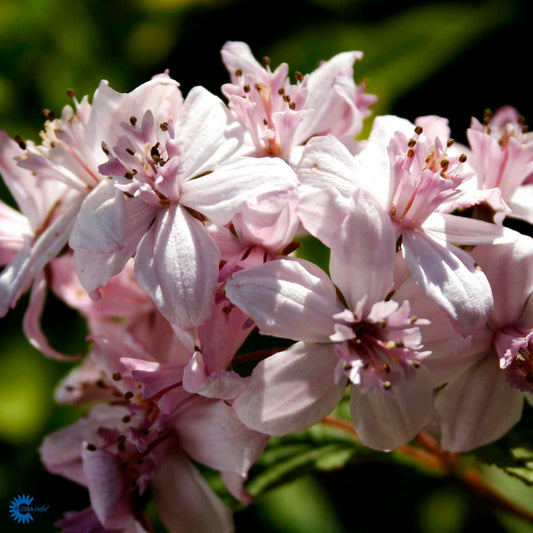 Bilde av Deutzia hybrida 'Mont Rose'-Spanne Plantesalg