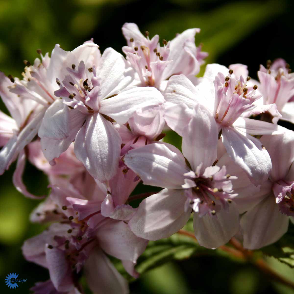 Bilde av Deutzia hybrida 'Mont Rose'-Spanne Plantesalg