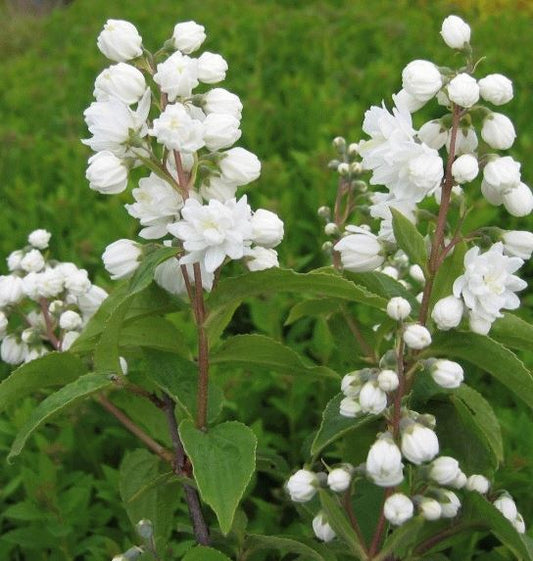 Bilde av DEUTZIA MAGNIFICA-Spanne Plantesalg