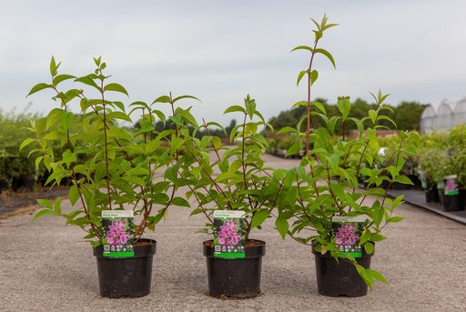 Bilde av DEUTZIA PERLE ROSE-Spanne Plantesalg