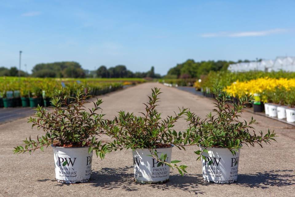 Bilde av DEUTZIA YUKI CHERRY BLOSSOM PROVEN WINNERS®-Spanne Plantesalg