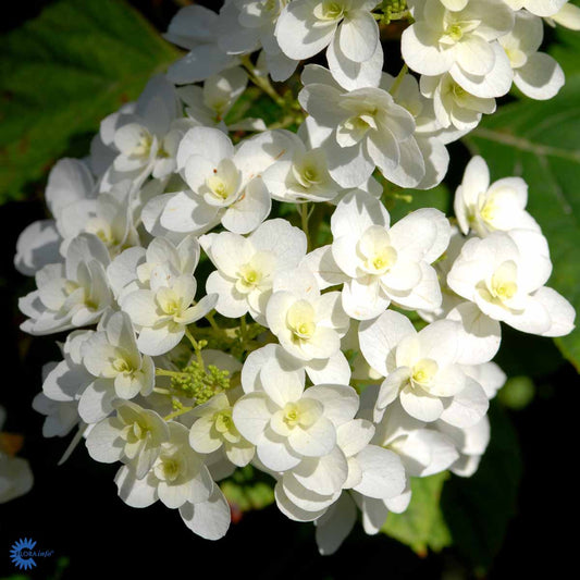 Bilde av Hydrangea querc. 'Snowflake'-Spanne Plantesalg