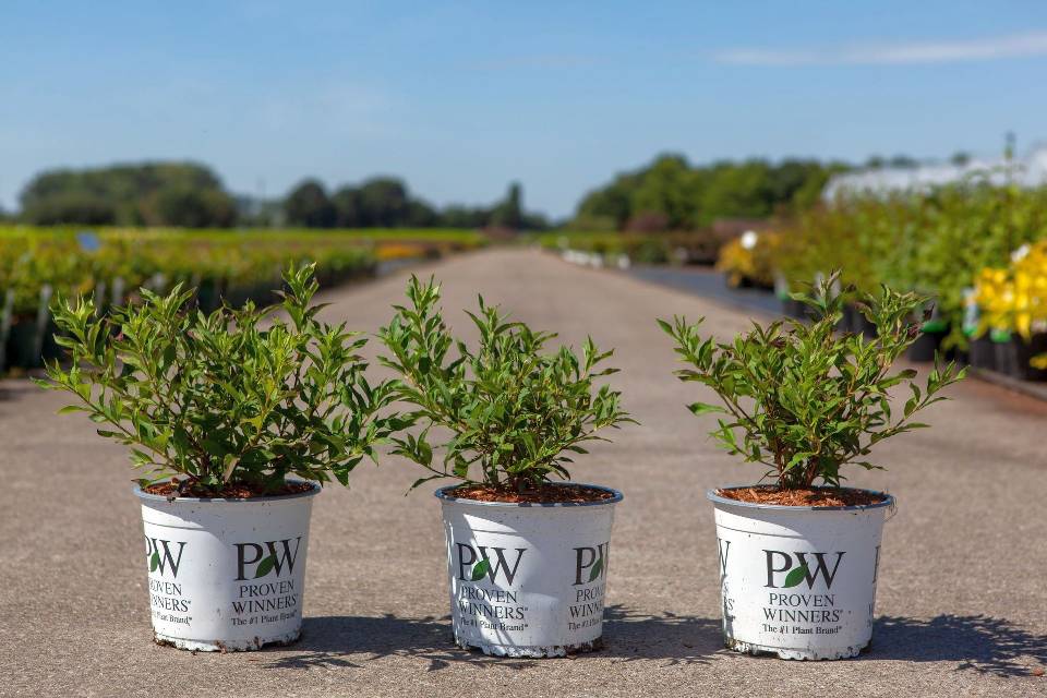 Bilde av DEUTZIA YUKI SNOWFLAKE PROVEN WINNERS®-Spanne Plantesalg