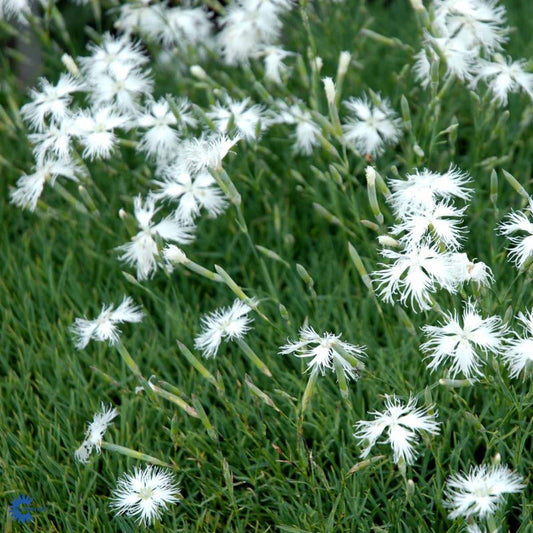 Bilde av Dianthus arenarius-Spanne Plantesalg