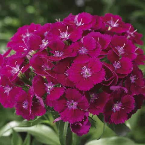 Bilde av Dianthus barbatus F1 Barbarini Purple XL72 Pris pr 2 stk-Spanne Plantesalg