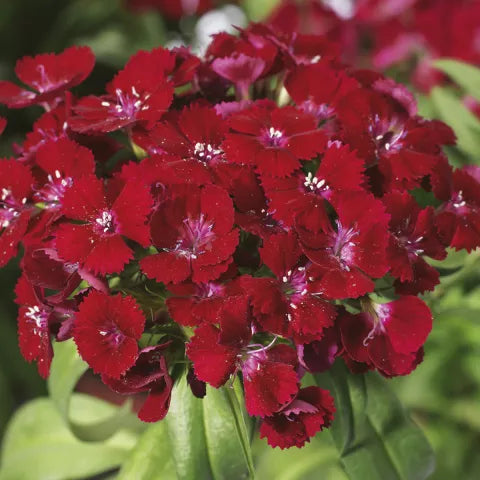 Bilde av Dianthus barbatus F1 Barbarini Red XL72 Pris pr 2 stk-Spanne Plantesalg