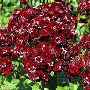 Bilde av Dianthus b. 'Nigricans'-Spanne Plantesalg