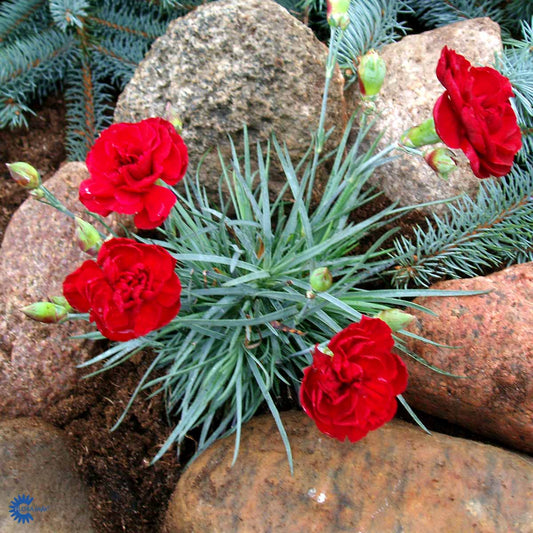 Bilde av Dianthus (PL) 'David'-Spanne Plantesalg