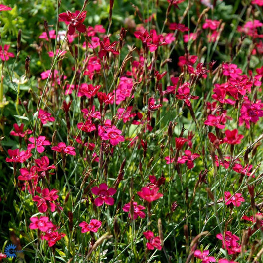 Bilde av Dianthus delt. 'Brilliant'-Spanne Plantesalg