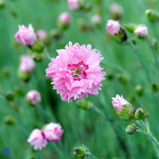 Bilde av Dianthus (PL) 'Doris'-Spanne Plantesalg