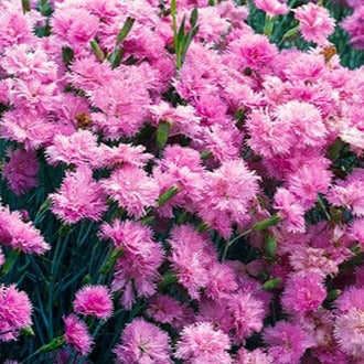 Bilde av Dianthus 'Double Rose'-Spanne Plantesalg