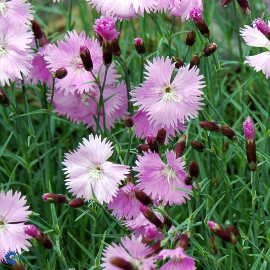 Bilde av Dianthus (PL) 'Duchess of Fife'-Spanne Plantesalg