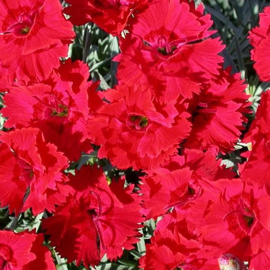 Bilde av Dianthus (PL) Firestar-Spanne Plantesalg