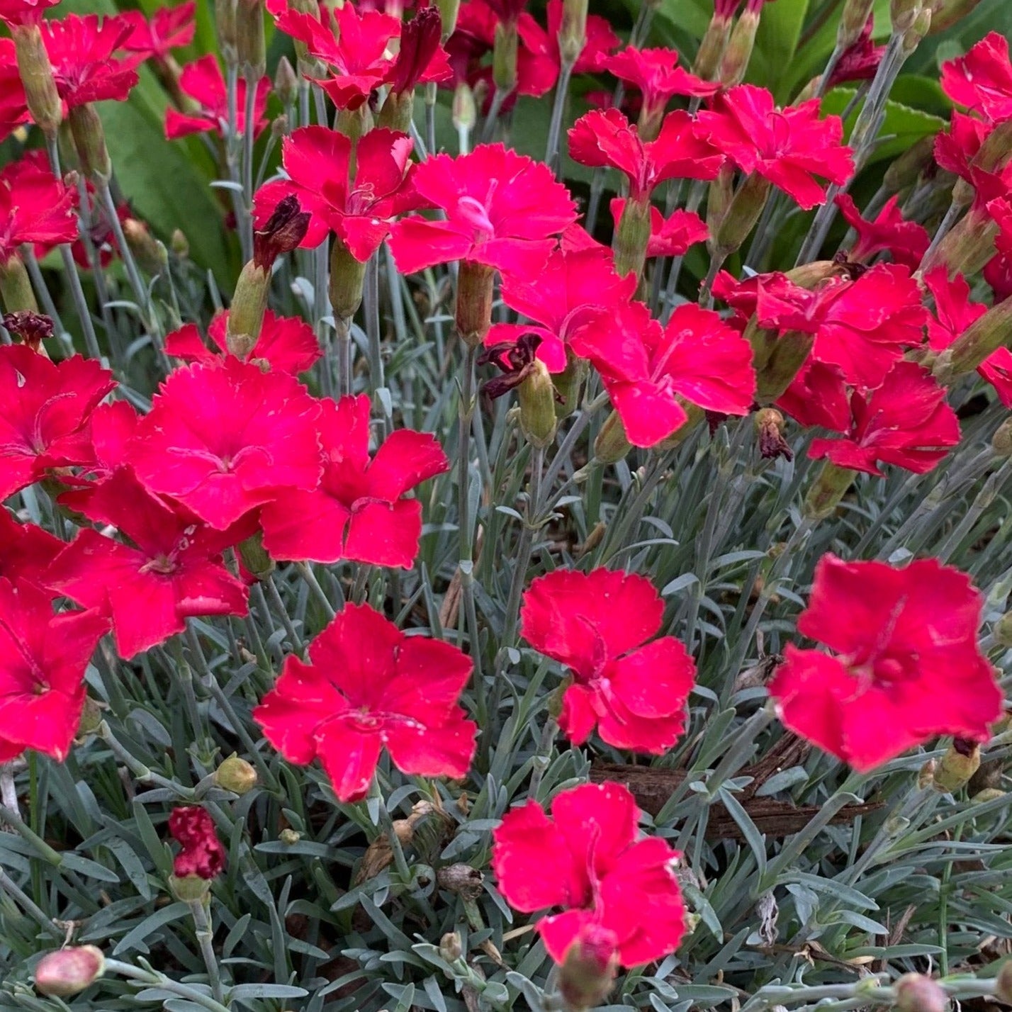 Bilde av Dianthus grat. 'Badenia'-Spanne Plantesalg