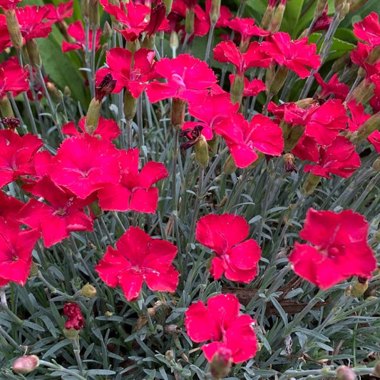 Bilde av Dianthus grat. 'Badenia'-Spanne Plantesalg
