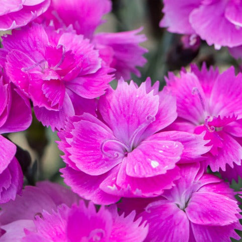 Bilde av Dianthus grat. 'Dinetta Purple'-Spanne Plantesalg