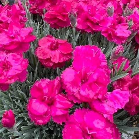 Bilde av Dianthus grat. 'Annette'-Spanne Plantesalg