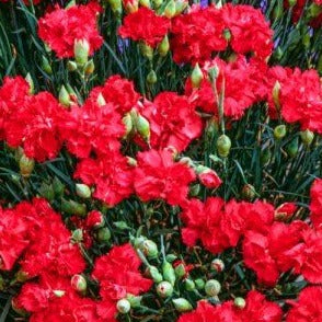 Bilde av Dianthus (PL) 'Heidi'-Spanne Plantesalg