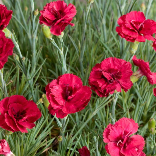 Bilde av Dianthus (PL) 'Munot'-Spanne Plantesalg