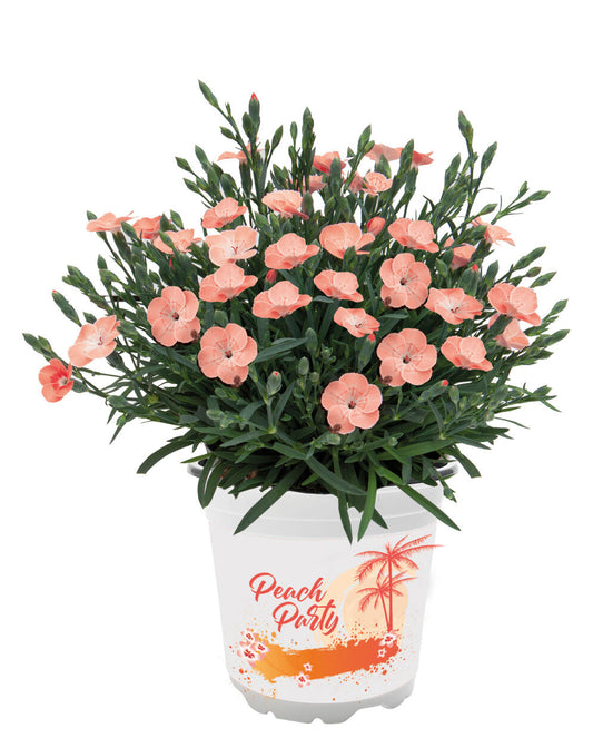 Bilde av Dianthus Peach Party 3 st-Spanne Plantesalg