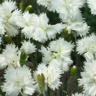 Bilde av Dianthus petraeus 'Albus Plenus'-Spanne Plantesalg