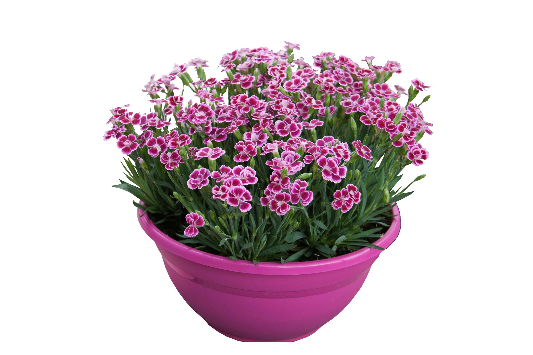 Bilde av Dianthus Pink Kisses 3 st-Spanne Plantesalg