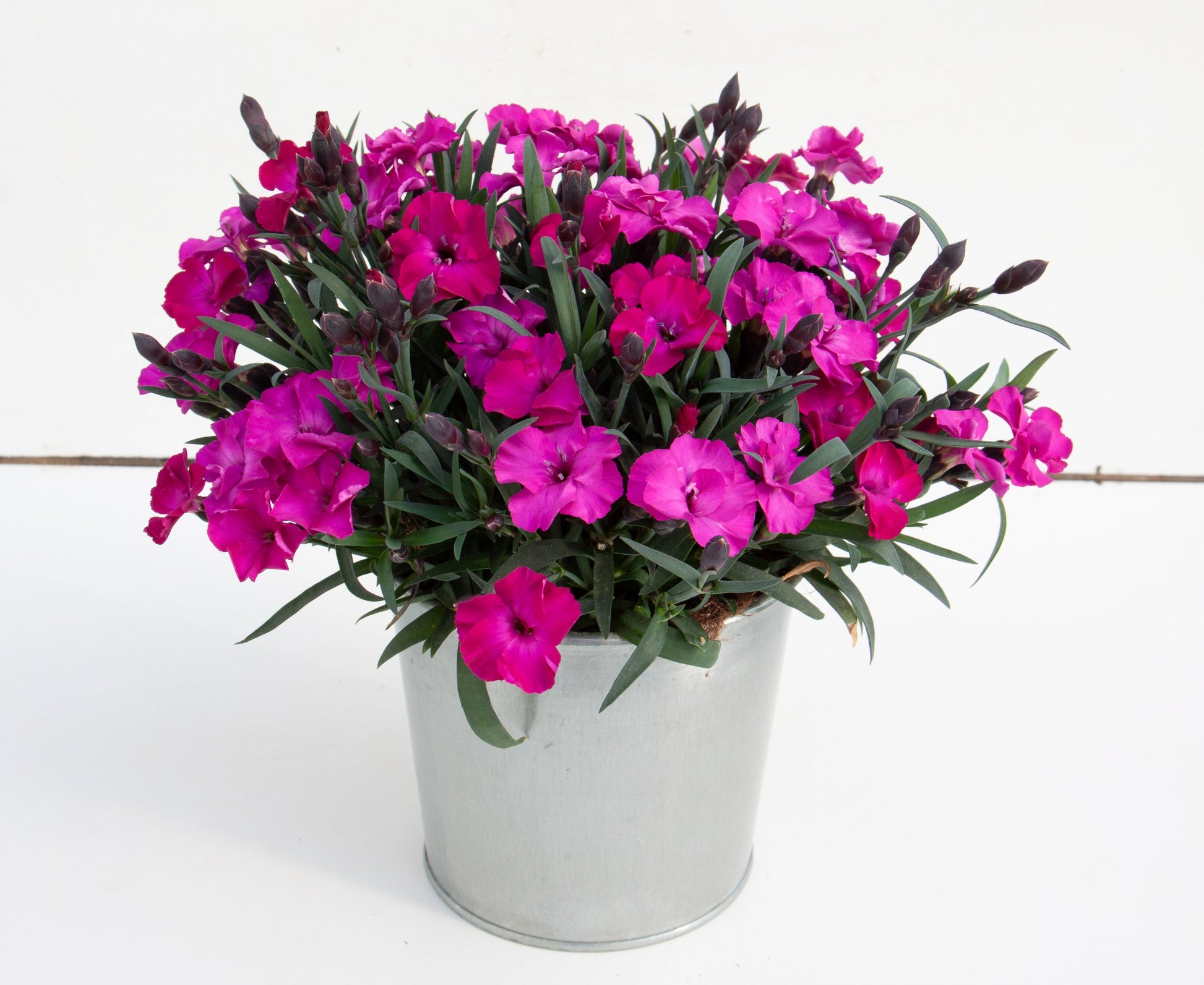 Bilde av Dianthus Scully 3 st-Spanne Plantesalg