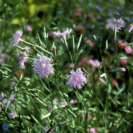 Bilde av Dianthus superbus-Spanne Plantesalg