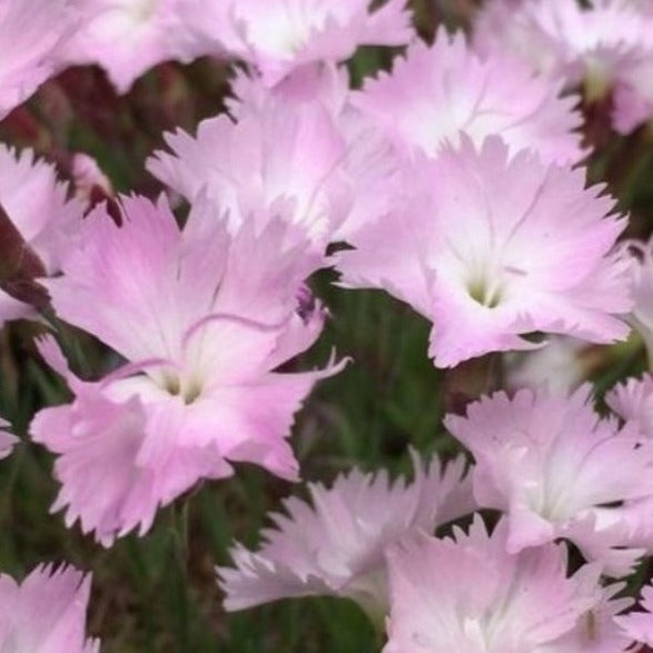 Bilde av Dianthus 'Whatfield Wisp'-Spanne Plantesalg