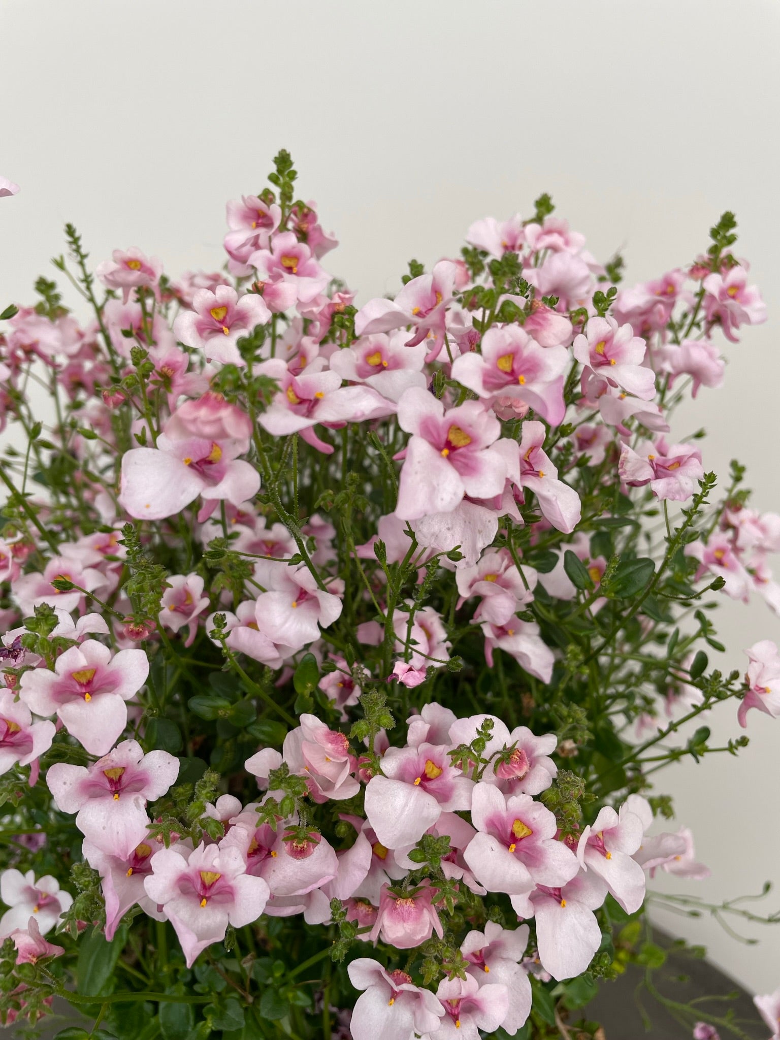 Bilde av Diascia Appleblossom-Spanne Plantesalg