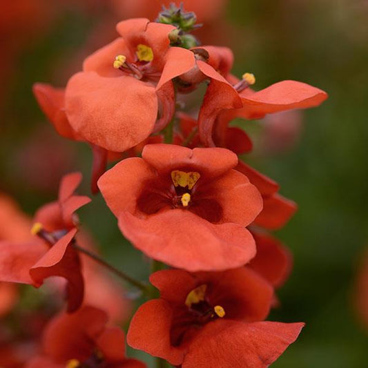 Bilde av Diascia barb. Juliet Orange 3 st-Spanne Plantesalg