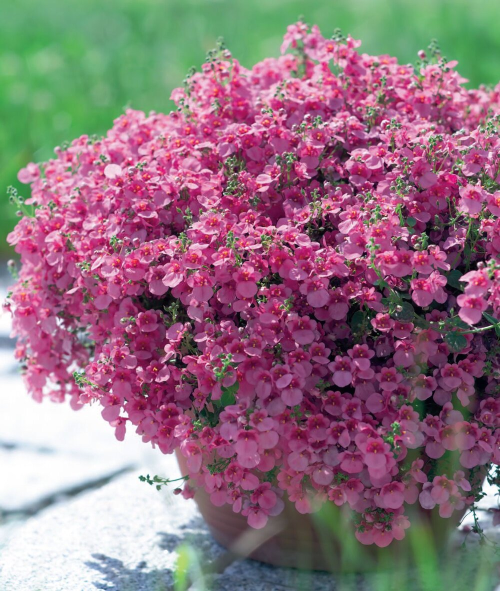 Bilde av Diascia barb. Juliet Pink 3 st-Spanne Plantesalg