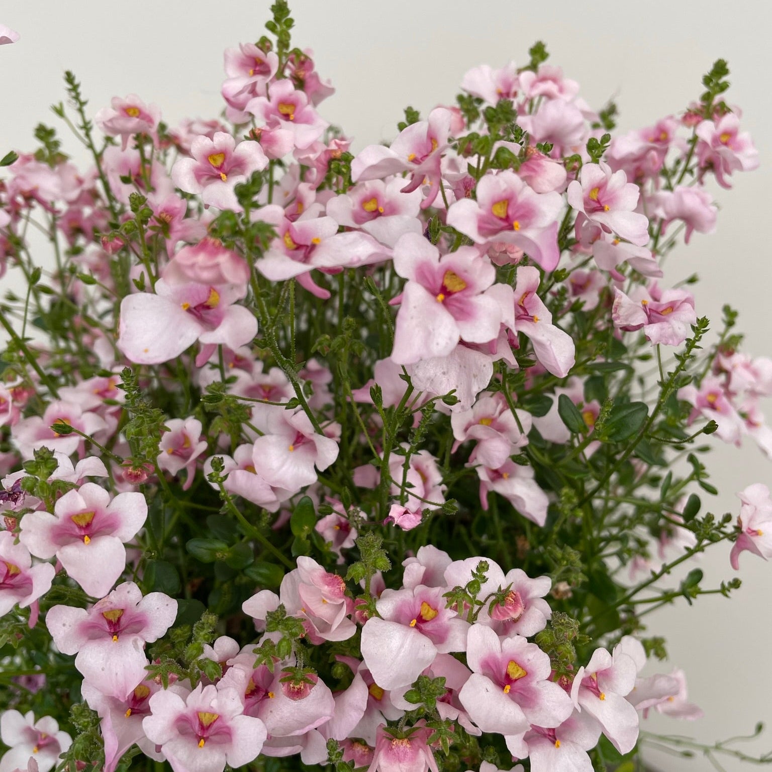 Bilde av Diascia Appleblossom-Spanne Plantesalg