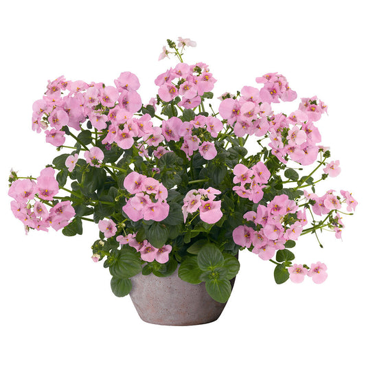 Bilde av Diascia Elfjes® XXL Rose-Spanne Plantesalg