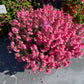 Bilde av Diascia Trinity™ Pink Pris pr 2 stk-Spanne Plantesalg