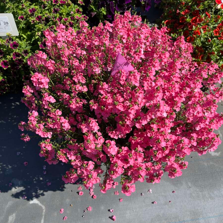 Bilde av Diascia Trinity™ Pink Pris pr 2 stk-Spanne Plantesalg