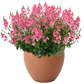 Bilde av Diascia Trinity™ Pink Pris pr 2 stk-Spanne Plantesalg
