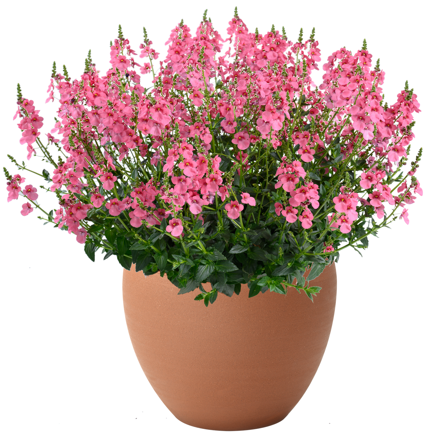 Bilde av Diascia Trinity™ Pink Pris pr 2 stk-Spanne Plantesalg