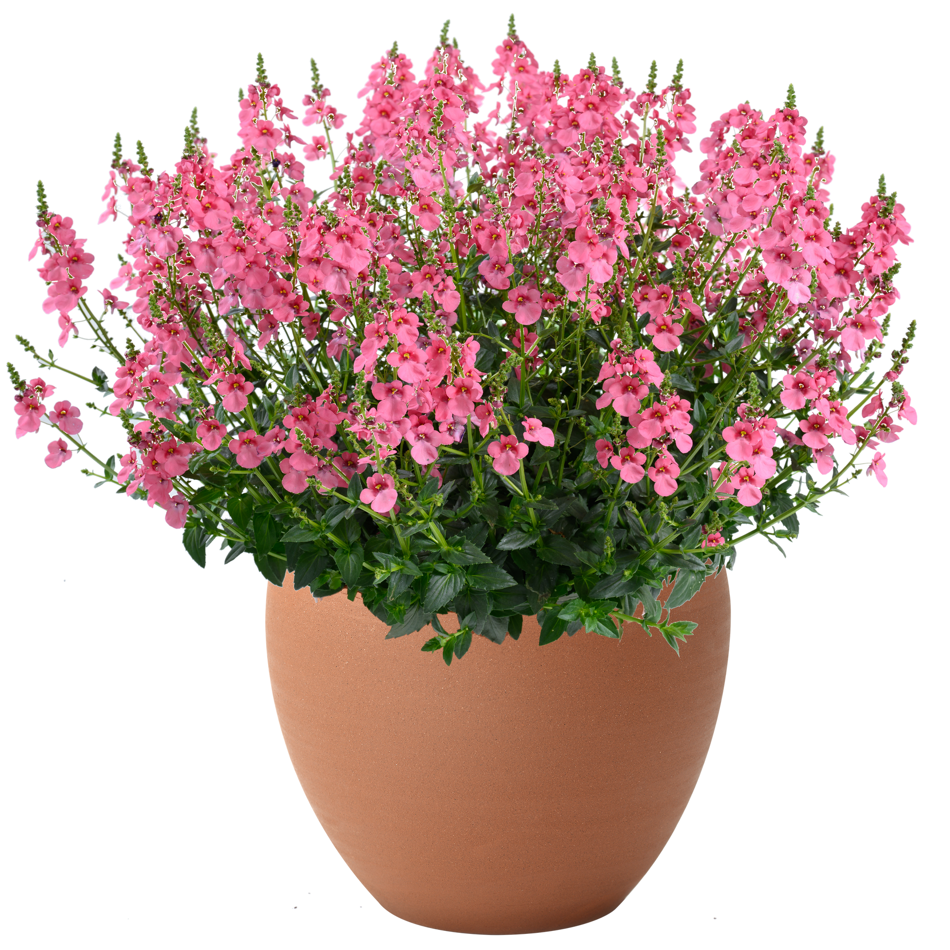 Bilde av Diascia Trinity™ Pink Pris pr 2 stk-Spanne Plantesalg