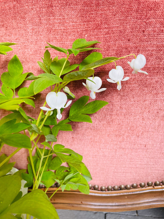 Bilde av Dicentra alba-Spanne Plantesalg