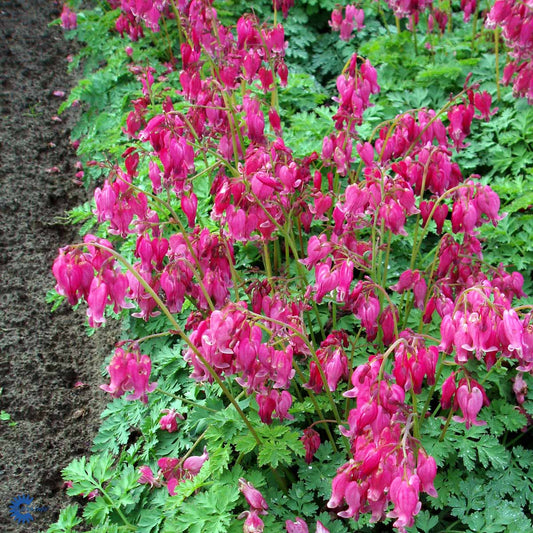 Bilde av Dicentra formosa 'Luxuriant'-Spanne Plantesalg
