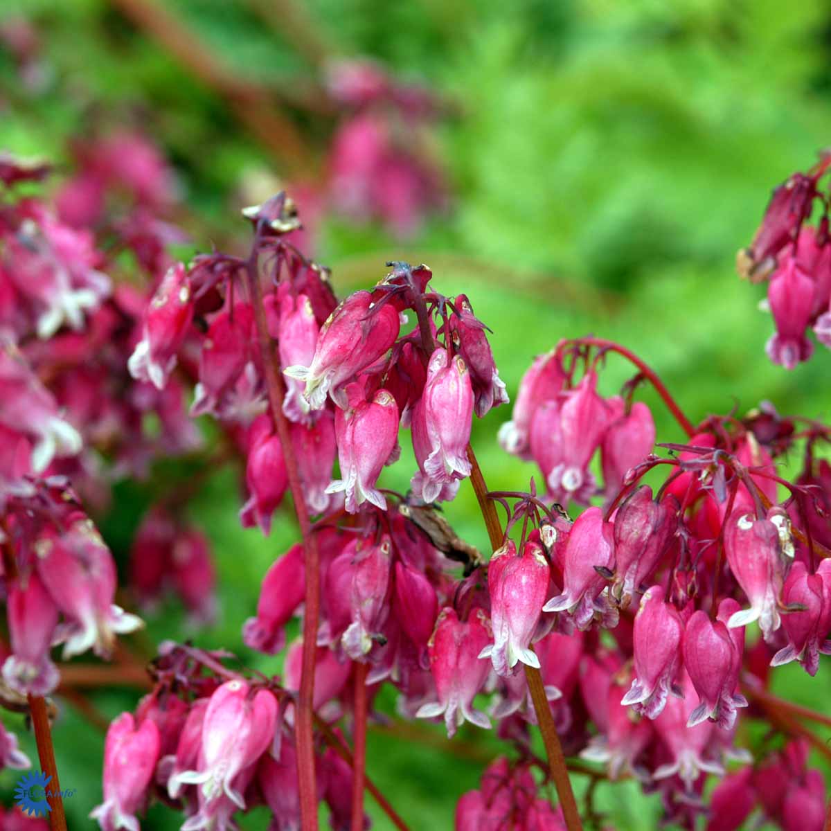 Bilde av Dicentra formosa 'Luxuriant'-Spanne Plantesalg