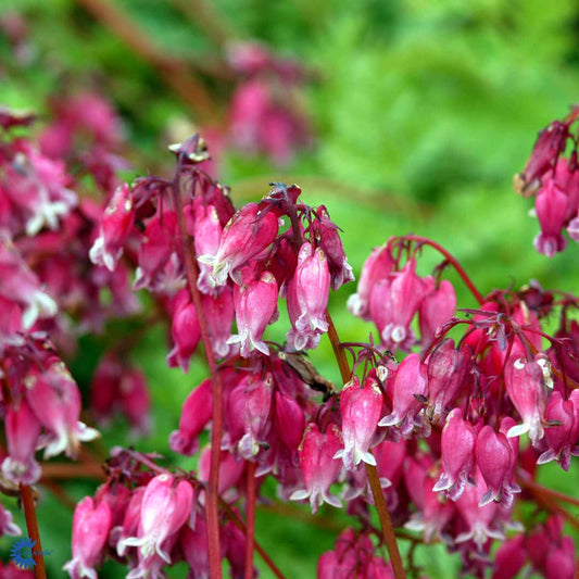 Bilde av Dicentra formosa 'Luxuriant'-Spanne Plantesalg