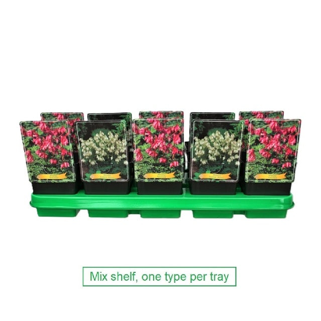 Bilde av Dicentra Formosa-Spanne Plantesalg