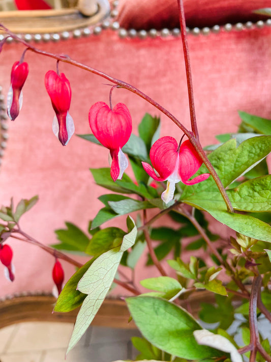 Bilde av Dicentra Valentine-Spanne Plantesalg