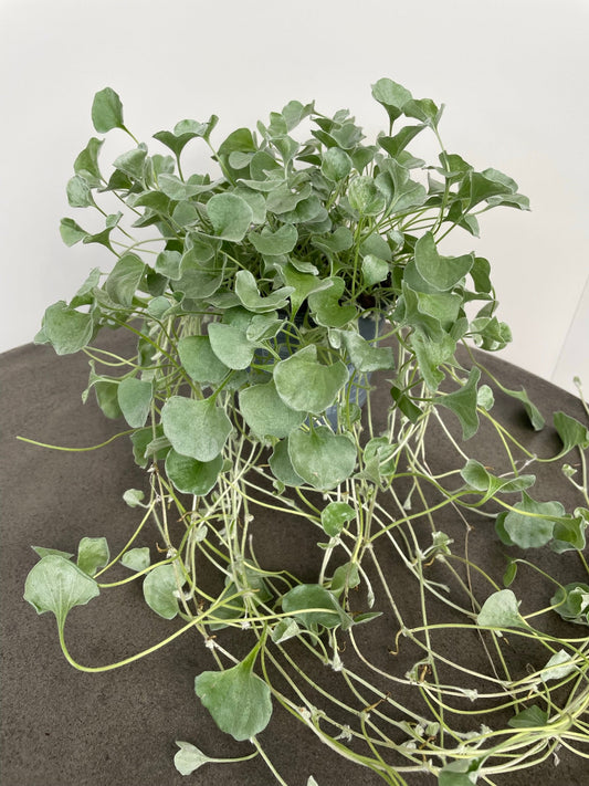 Bilde av Dichondra argentea Silver Falls 3 st-Spanne Plantesalg