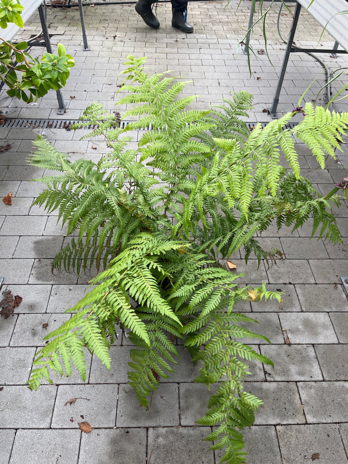 Bilde av Dicksonia antarctica-Spanne Plantesalg