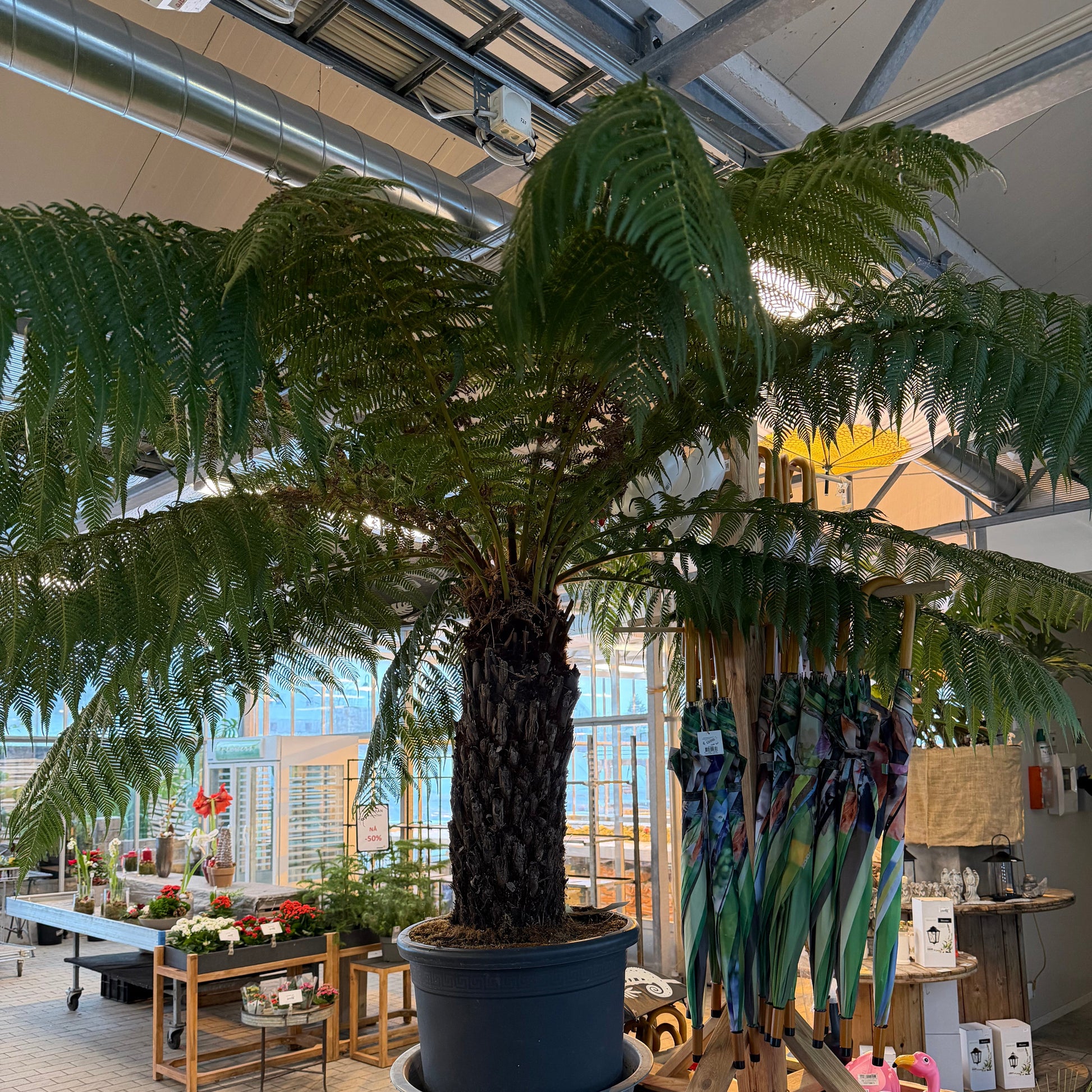 Bilde av Dicksonia antarctica, Tre bregne-Spanne Plantesalg