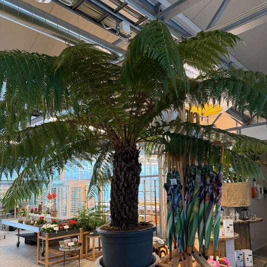 Bilde av Dicksonia antarctica, Tre bregne-Spanne Plantesalg