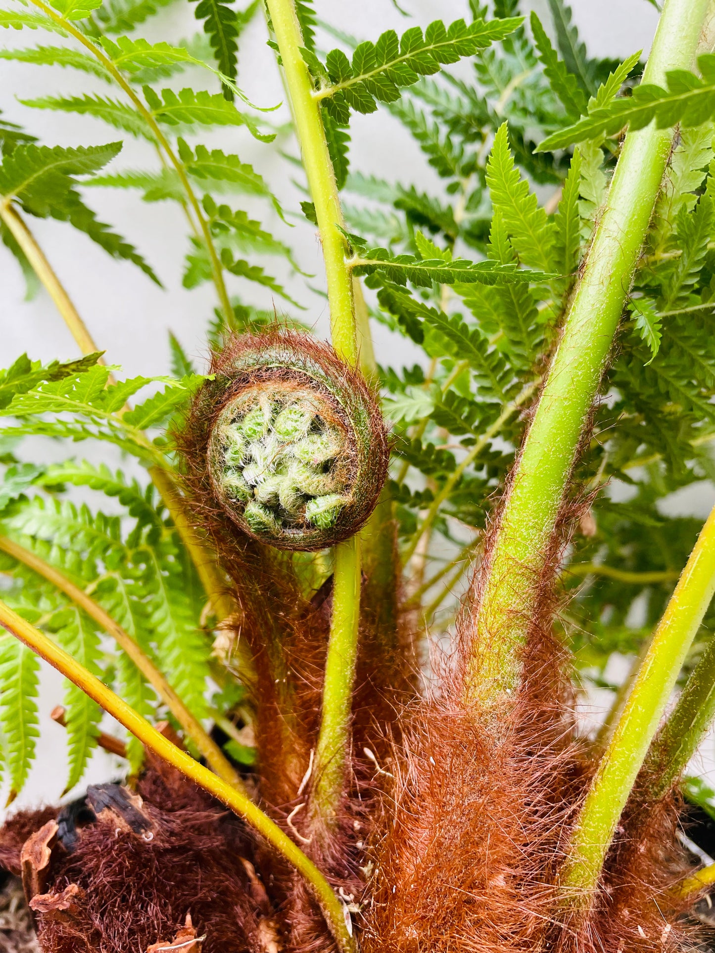 Bilde av Dicksonia antarctica / Trebregne-Spanne Plantesalg